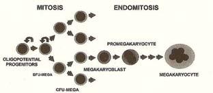 As Plaquetas formam-se no citoplasma dos megacariócitos mediante a formação de uma estrutura que se conhece como proplaqueta.