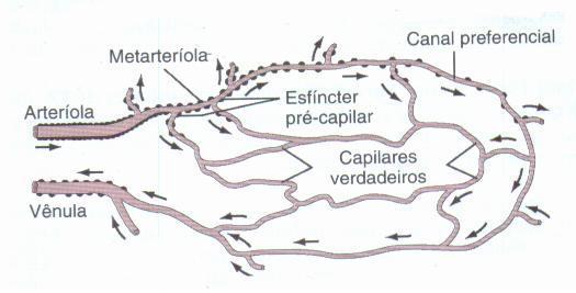 Estrutura da microcirculação e do Sistema capilar Artéria
