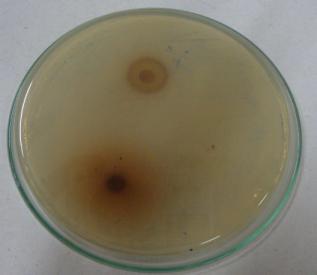 O fungo Candida albicans foi o mais sensível ao efeito da tintura de Punica granatum, pois apresentou halo de inibição de crescimento microbiano de 15mm.