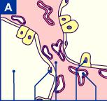 pseudoglandular canalicular sacular alveolar O pneumócito tipo II desdiferencia para proliferar e gerar pneumócito tipo I e II II 6ª-16ª semana 16ª-26ª