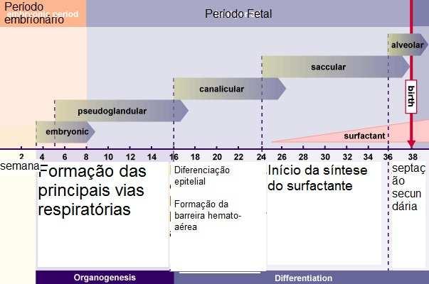 Embrionário e Pseudoglandular