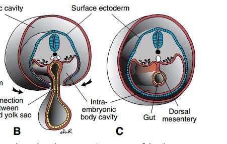 Alveolar Embryology.