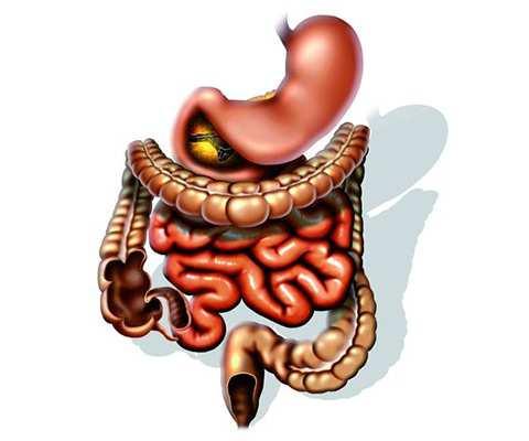 GASTROINTESTINAL Intestino de