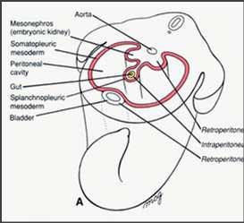 A membrana parietal