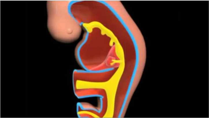 O INTESTINO No homem: 6-7X tamanho do corpo Em ruminantes: 20x tamanho do corpo Alça descendente do Int.