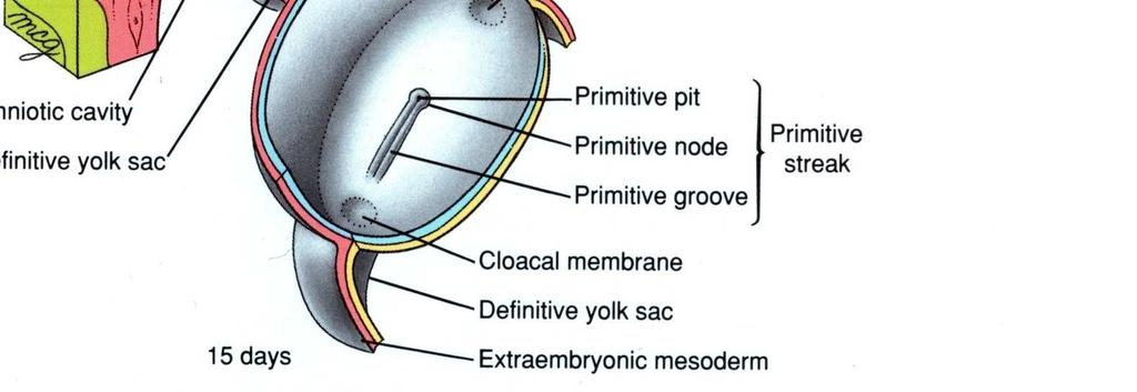 membrana bucofaríngea e a cloaca.