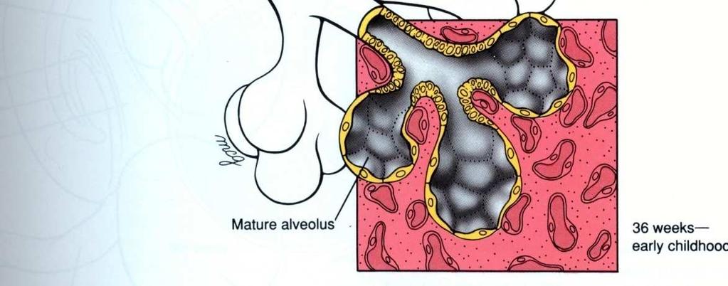 O endoderma origina, portanto, a mucosa dos brônquios, e as células epiteliais dos alvéolos.