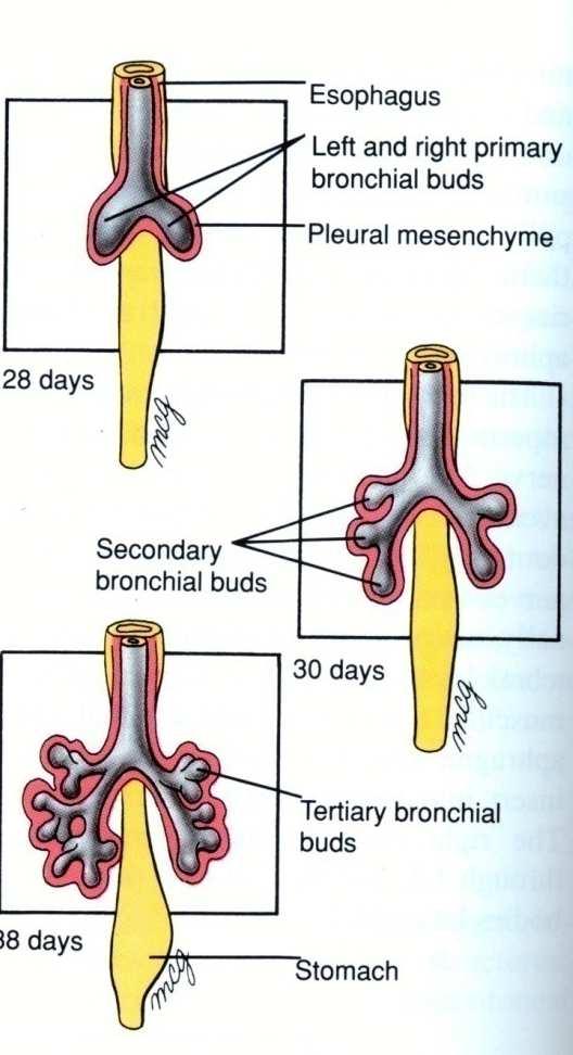 A porção anterior do tubo endodérmico forma os
