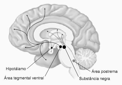 Area tegmental ventral sistema límbico e cortex pré frontal (setas pretas): humor e comportamento Doença de Parkinson: Perda acentuada de neurônios dopaminérgicos -