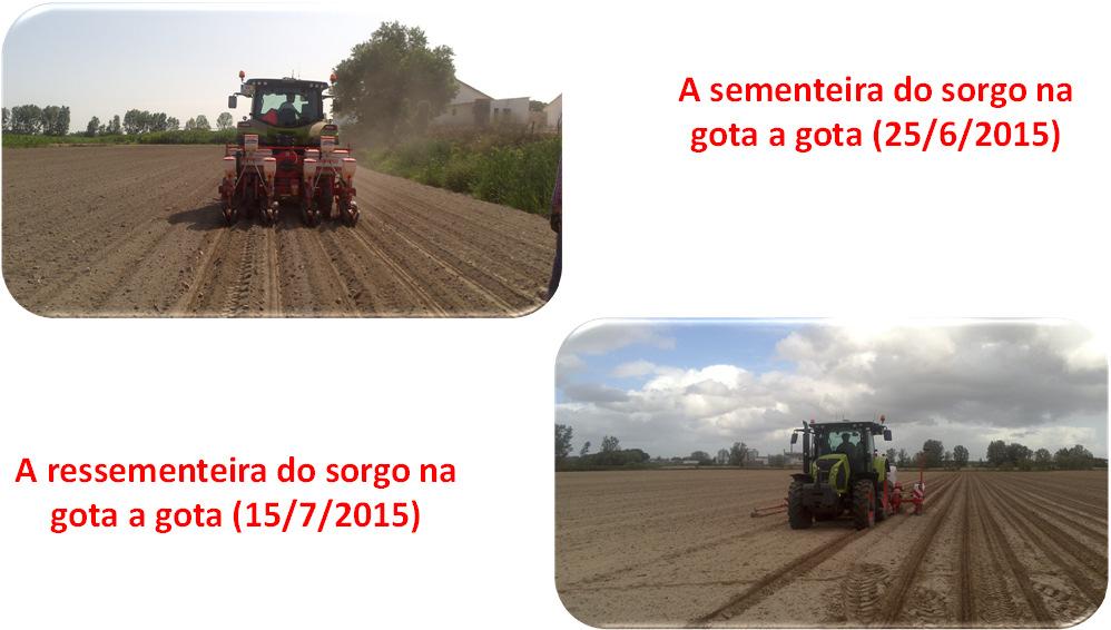 sementeira do sorgo na gota a gota (25/6/2015) A