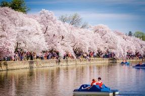 6. Suas recomendações: Para quem for no período de primavera, como foi meu caso, o festival de Cherry Blossom é essencial!