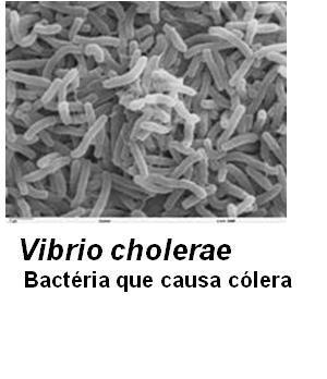 Methanococcus