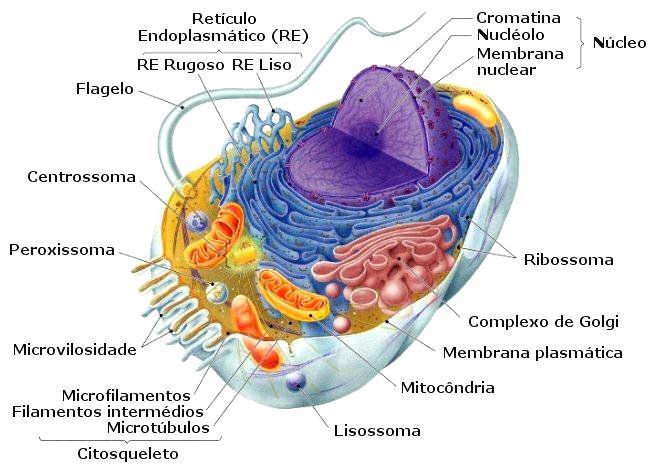 CÉLULAS