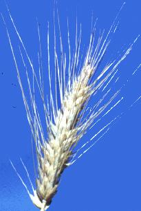 Triticale (Triticosecale)