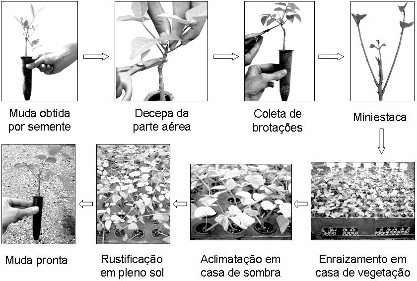 Miniestaquia em sistema de hidroponia e em tubetes de corticeira-do-mato 87 solução nutritiva de mesma composição, sendo colocado 6 ml dessa solução em cada tubete.