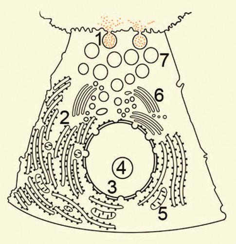Proposto 3) Observe as estruturas celulares, indicadas pelas setas numeradas no desenho a seguir, e as alternativas corretas: (01) A estrutura 3 está envolvida na transmissão das características