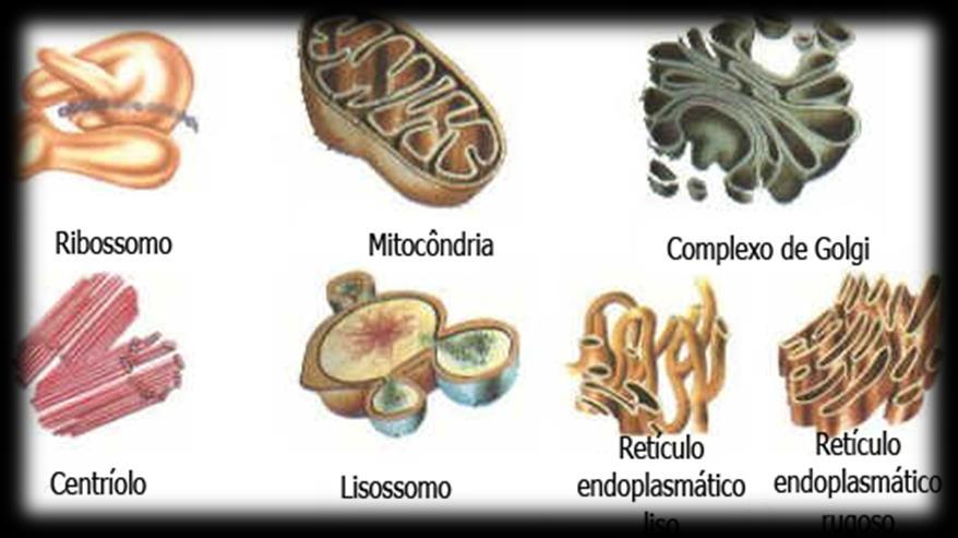 Organelas citoplasmáticas São compartimentos localizados no citoplasma, nas quais ocorrem determinadas funções.