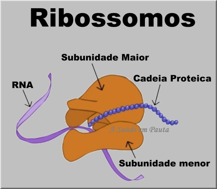 Podem ocorrer em grupos polirribossomos associados a um único RNAm; Podem estar
