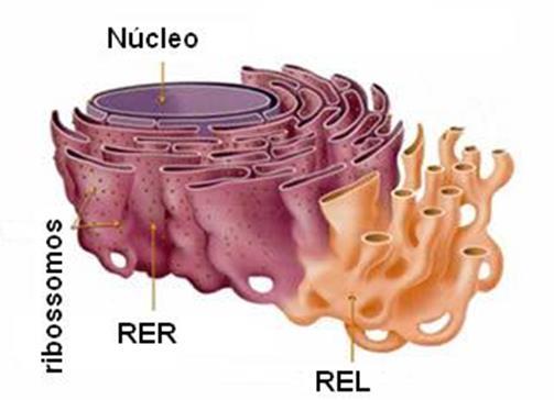 Retículo