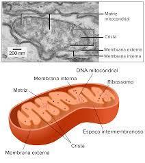 Entre as duas membranas existe um espaço denominado de espaço intermembranar; É Preenchido com a matriz mitocondrial.