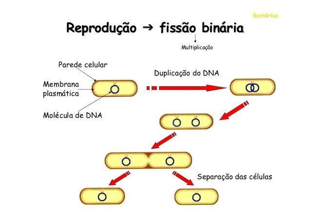 Células Procarióticas Divisão celular: em bactérias: fissão binária