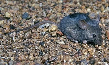 Estágio de Licenciatura Projecto 5 - Avaliação da dieta (flora) dos ratos de Santa Luzia O aluno em colaboração estreita com a Biosfera 1 e apoio nos trabalhos a desenvolver na ilha, ficaria