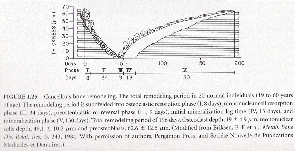 remodelação óssea no osso trabecular