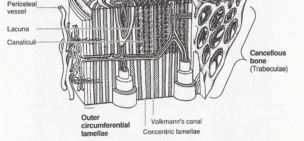 cement line a envolver os osteons Ø osteons = 200 ~