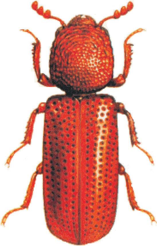 2 Principais Pragas e Métodos de Controle em Sementes durante o Armazenamento (Zeller) e Ephestia elutella (Hübner). Entre essas pragas, R. dominica, S. oryzae e S.