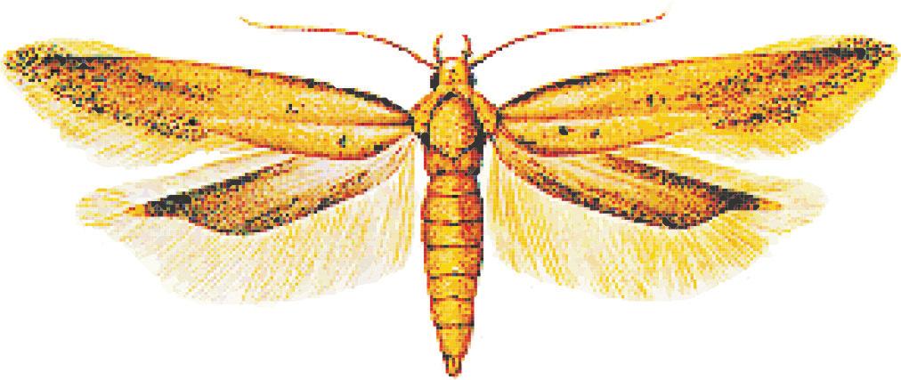 Principais Pragas e Métodos de Controle em Sementes durante o Armazenamento 5 b) Danos É uma praga cosmopolita, cujas larvas maiores escavam galerias.