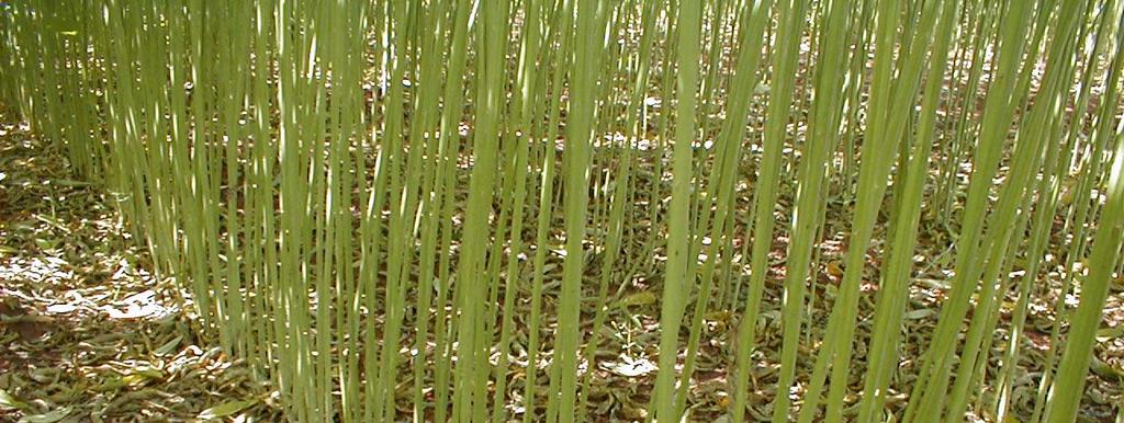 Produção de massa verde e produtividade de colmos de cana com 1 e 2 anos de cultivo de soja ou