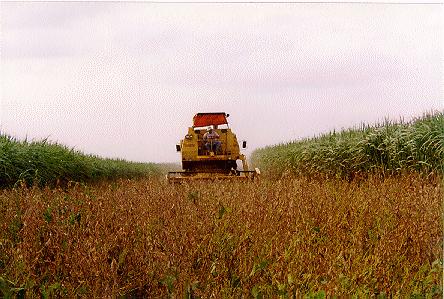 COBERTURA VEGETAL ADUBAÇÃO VERDE MEIOSI - VANTAGENS A) REPRODUÇÃO DE MUDA - RÁPIDA P/ NOVAS VARIEDADES B) DISPENSA O CARREGAMENTO DE MUDAS C) MENOS SUJEITO ÀS S QUESTÕES CLIMÁTICAS - CHUVA NO PLANTIO