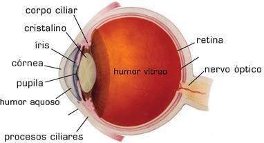 Percepção Tridimensional Informações Visuais Óculo-motoras Fornecidas pelos movimentos dos olhos.