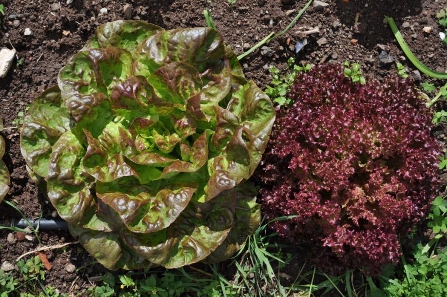 O Potássio (K) um recurso natural escasso e caro!