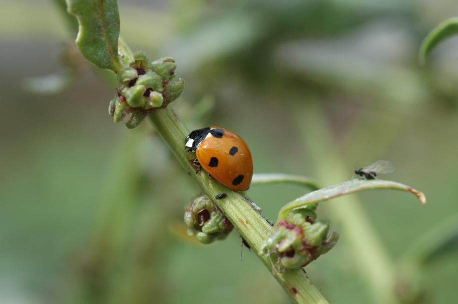 Biodiversidade e proteção