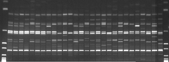 Similaridade genética entre raças bovinas 99 CL30 CL45 CL682 CL9818 CL9912 CL9906 CL683 J204 J9817 J201 J202 J203 CL591 CL672 J946 J948 J947 Gir Simental Blonde Nelore Holandês Brangus Curraleiro