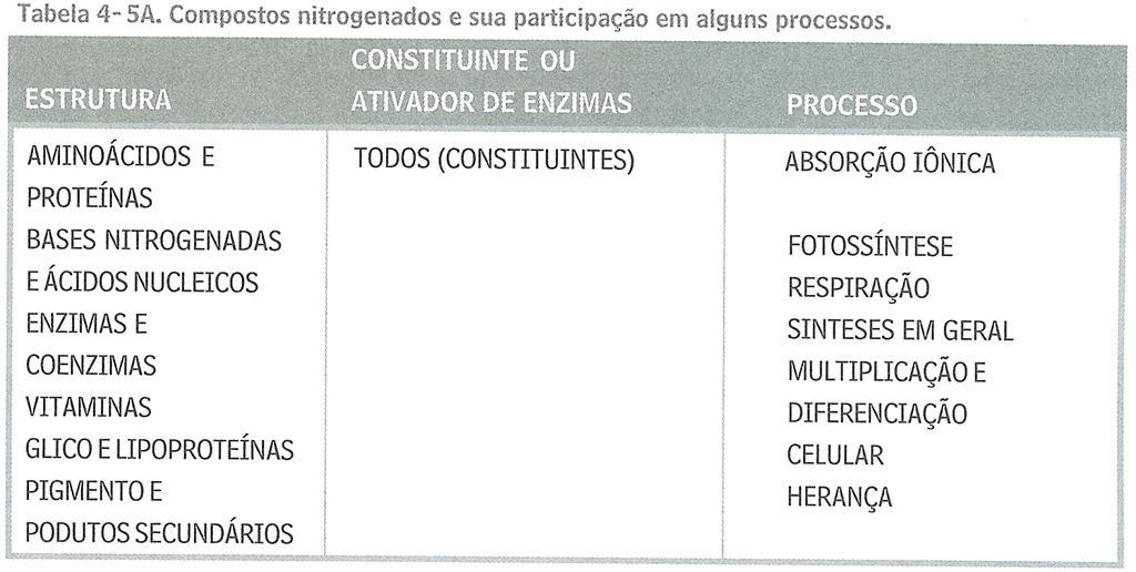 FUNÇÕES DO NITROGÊNIO N NAS PLANTAS Essencial