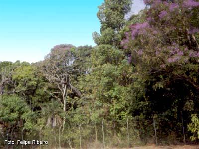 Savana Florestada Fonte: