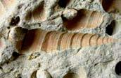 Areias e areolas: rochas sedimentares detríticas, formadas por grãos com 1/16 a 2 mm de diâmetro, mais ou menos soltos (paragens 4 e 5).