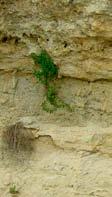 Fósseis: restos ou vestígios de antigos seres vivos que ficaram soterrados e conservados nas rochas sedimentares (ver também icnofósseis e somatofósseis) (paragens 4, 6, 9 e 10).