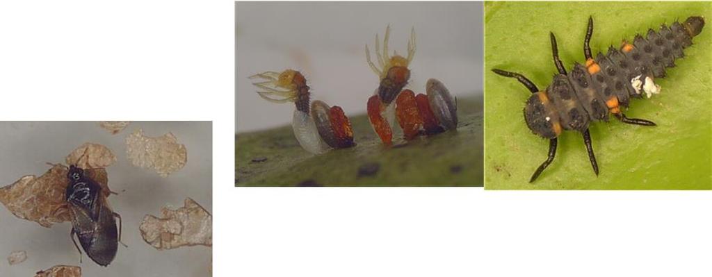 3 -Larva e adulto de Orius sp.