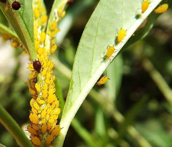 COCHONILHAS Outro problema muito recorrente em palmeiras e cítricos e outros cultivares (café, graviola, couve) é o ataque de um inseto chamado cochonilha, que a moradora da