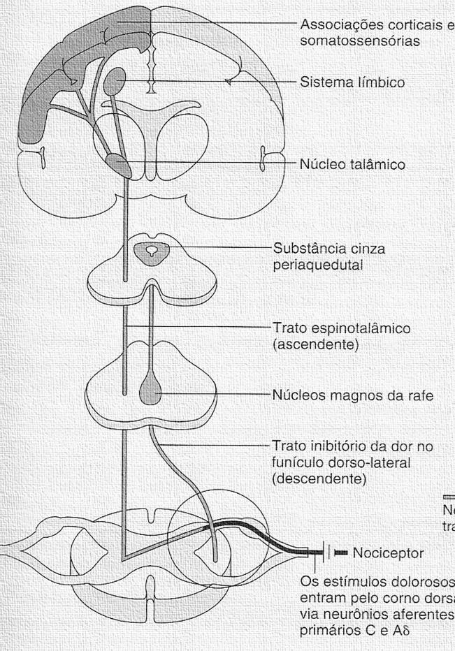 PGD2 Patológicos Dor Inflamação Febre Patológicos Dor