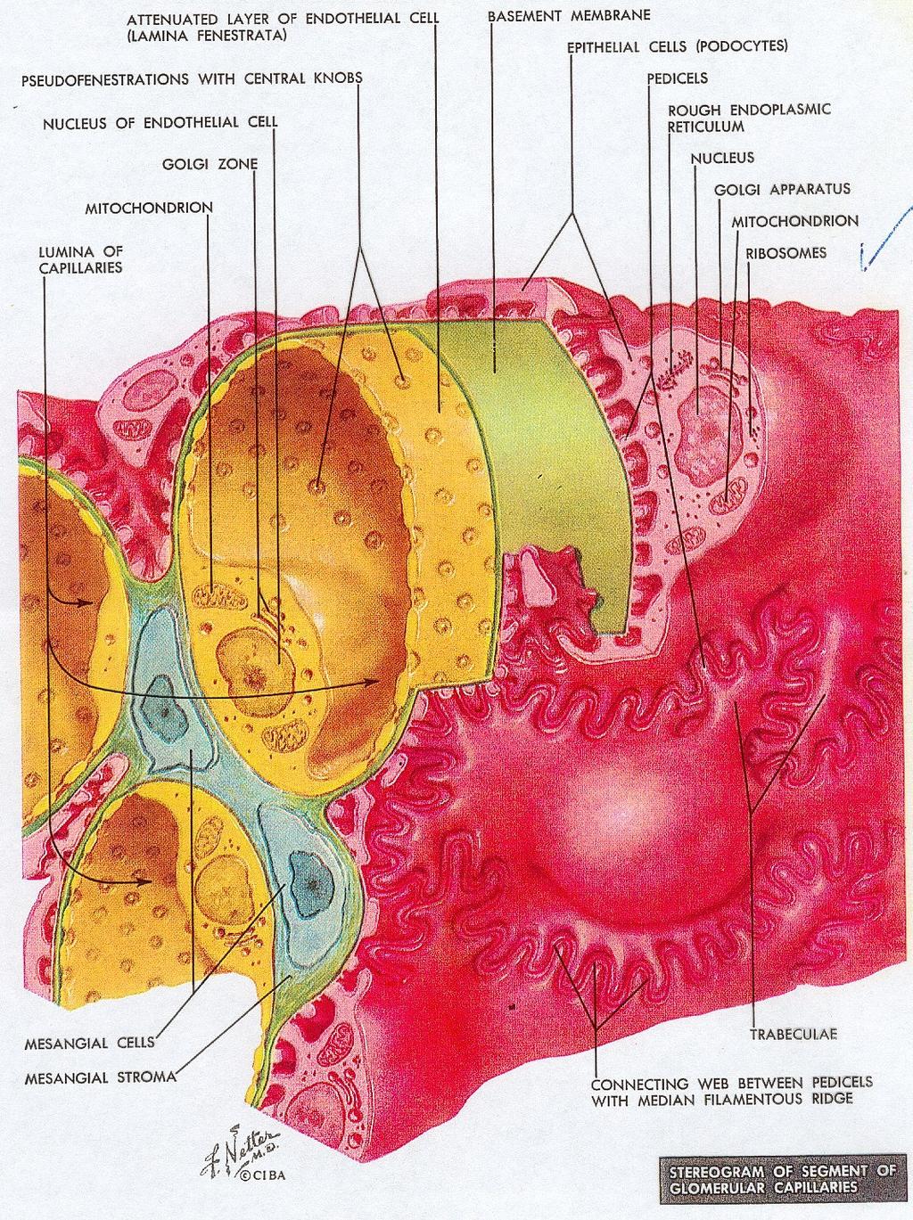 Anatomia do