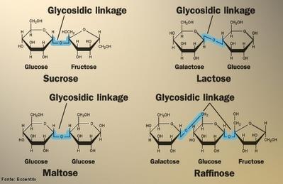 Dissacarídeos,