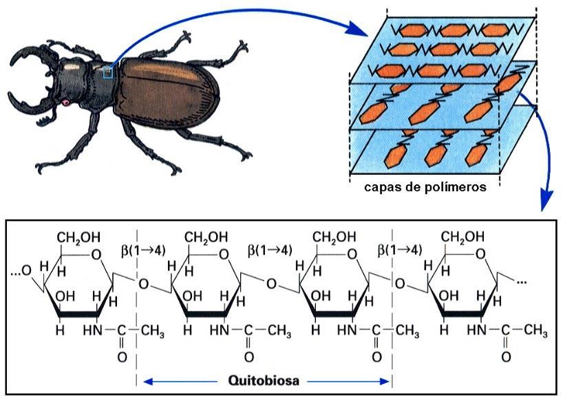 celular: Peptideoglicanos,