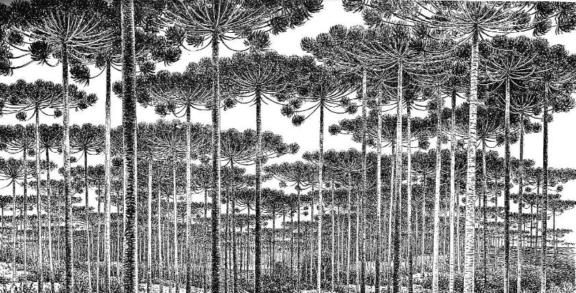 Questão 10 Desenho de Percy Lau. IBGE, 1970. a) Identifique a formação vegetal representada e sua área de ocorrência original.