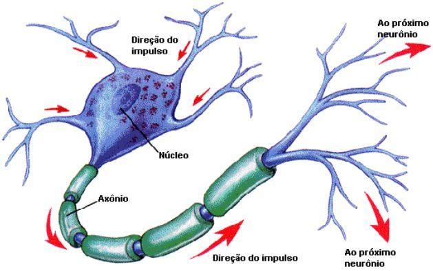 IMPULSO NERVOSO -