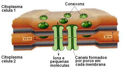 AS SINAPSES ELÉTRICAS Mais simples e evolutivamente antigas permitem a transferência direta da corrente iônica de uma célula para outra.