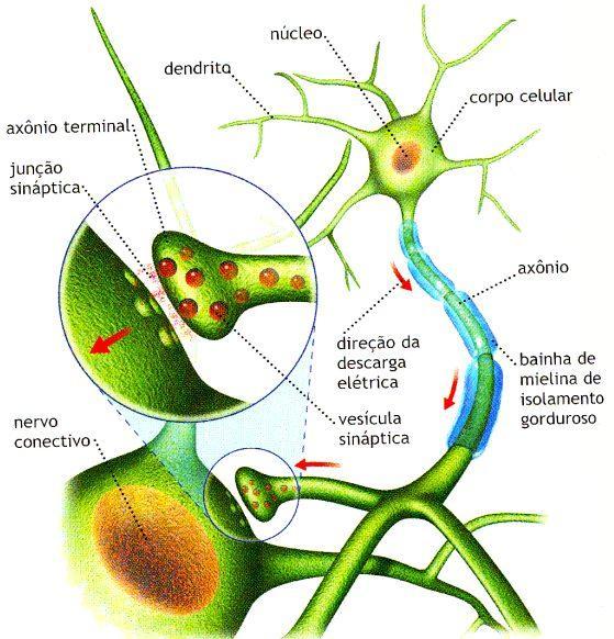 IMPULSO NERVOSO E SINAPSES Por meio das sinapses, um neurônio pode passar